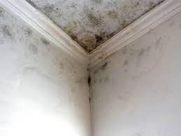 Best Emergency Mold Remediation in Silver Summit, UT